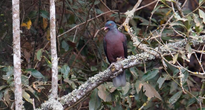 Flora and Fauna tours in Madeira - pombo trocaz